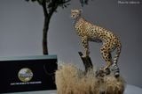  Mô hình động vật báo săn cheetah hãng wanshou 1/18. 