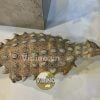  Mô hình Ankylosaurus pnso studio chính hãng tỷ lệ 1:35 