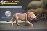  Mô hình động vật sư tử đực châu phi hunting studio tỷ lệ 1/35. 