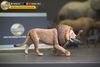 Mô hình động vật sư tử đực châu phi hunting studio tỷ lệ 1/35.