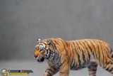  Mô hình động vật hổ Siberia hãng Wanshou tỷ lệ  1/35. 