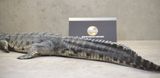  Mô hình động vật cá sấu ấn độ Gharial india hãng Crocs Man Studio tỷ lệ 1/12. 