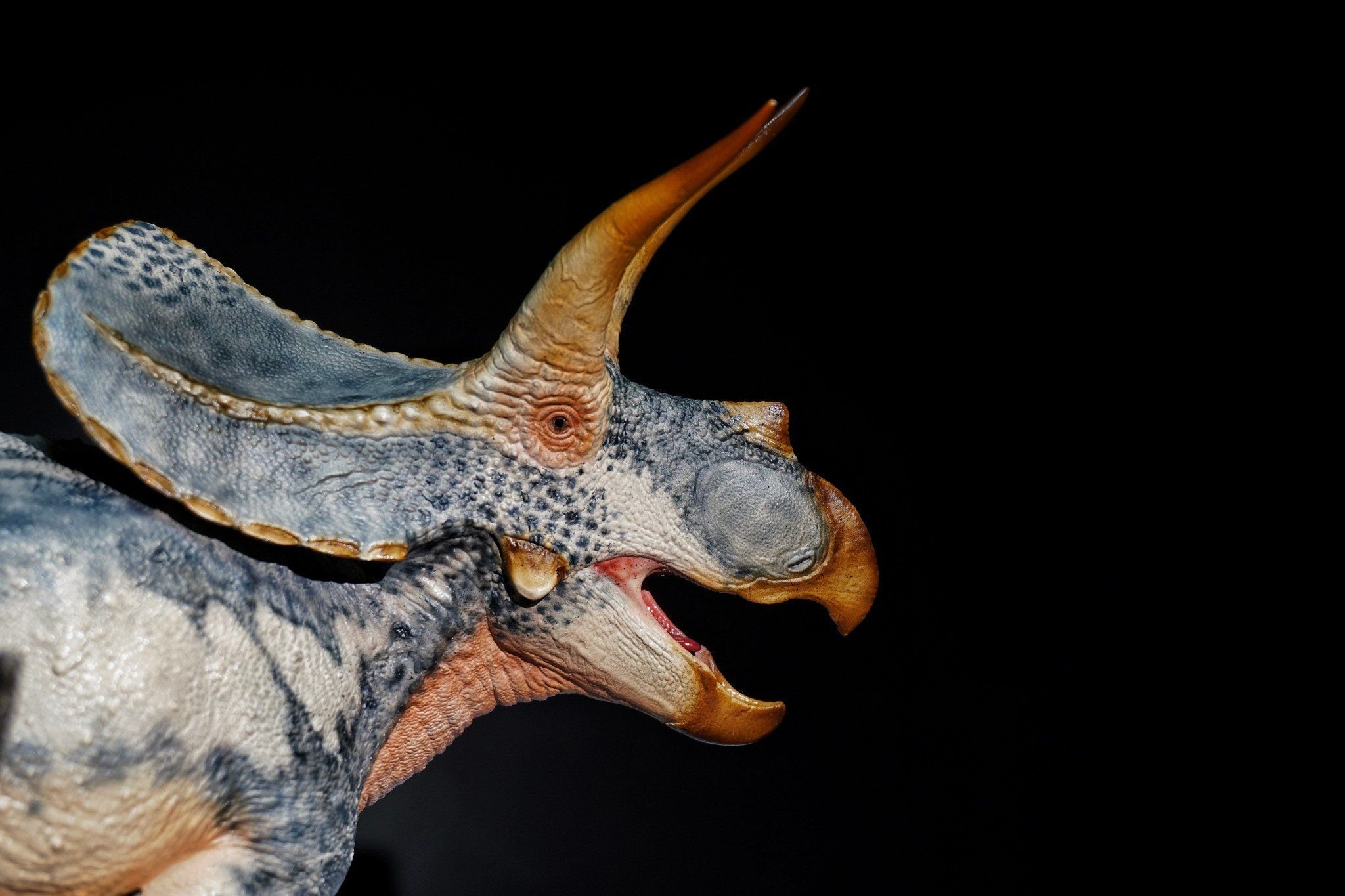  Mô hình khủng long Torosaurus declay studio. 