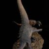  Mô hình trận chiến giữa 2 loài alamosaurus vs tyranosaurus by sensen studio 