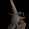  Mô hình trận chiến giữa 2 loài alamosaurus vs tyranosaurus by sensen studio 