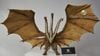 Mô hình 14inch King Ghidorah chính hãng Hiya toys