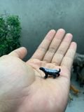  Mô hình động vật con Lửng mật tỷ lệ 1/35 