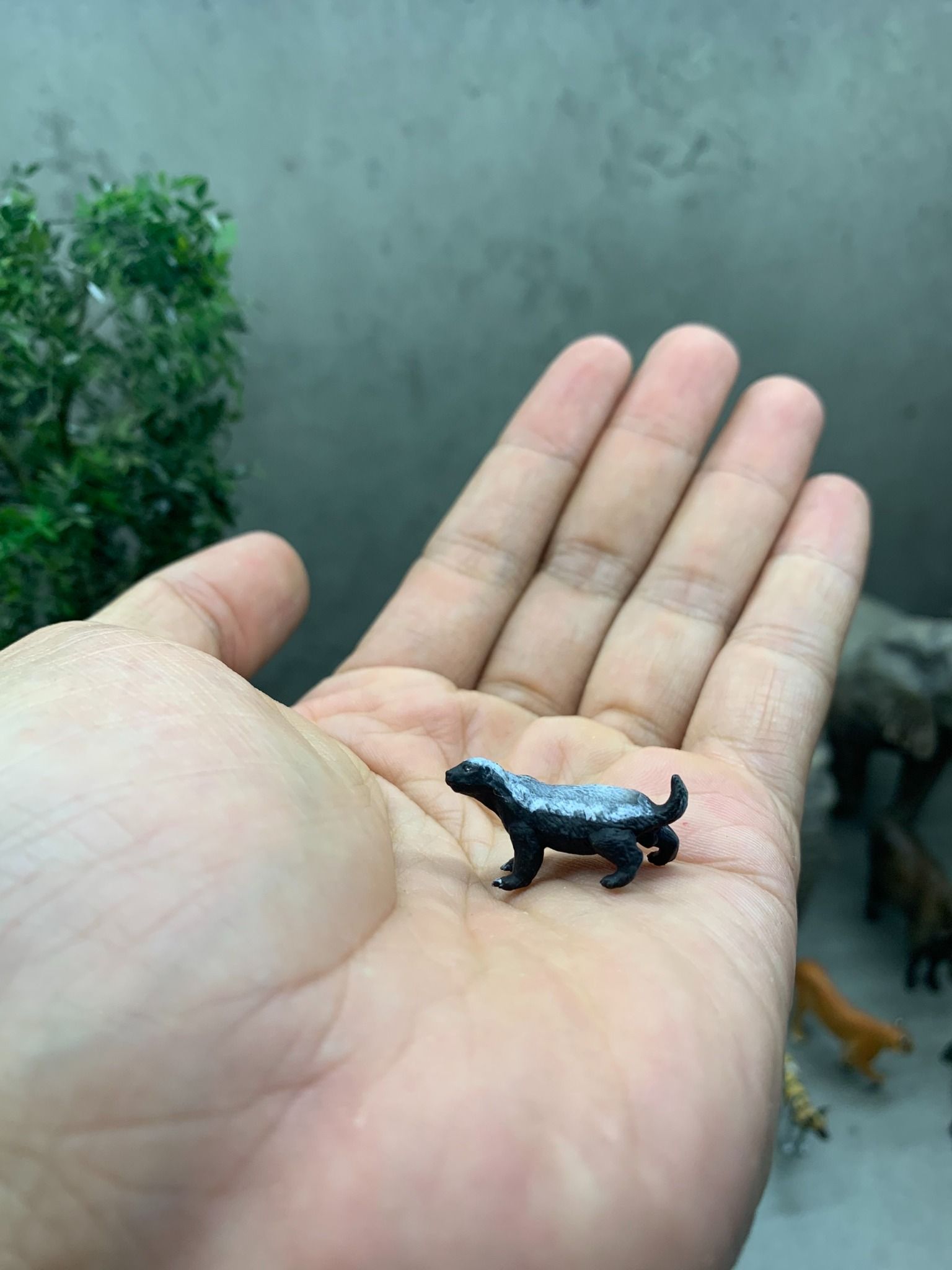  Mô hình động vật con Lửng mật tỷ lệ 1/35 