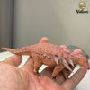  Mô hình khủng long Edmontonia hãng Haolonggood tỷ lệ 1/35 