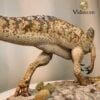  Mô hình khủng long Baryonyx tỷ lệ 1/20 (limited) 