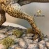  Mô hình khủng long Baryonyx tỷ lệ 1/20 (limited) 