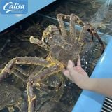 Cua hoàng đế Nauy - King Crab tươi sống