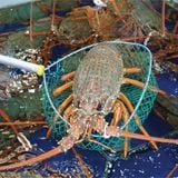 Tôm hùm Đông Úc