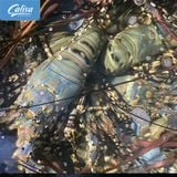 Tôm hùm Bông Việt Nam