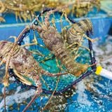 Tôm hùm Xanh Việt Nam