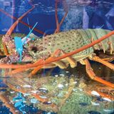 Tôm hùm Đông Úc