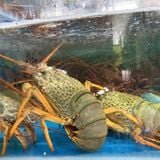 Tôm hùm Đông Úc