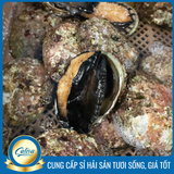 Bào ngư Úc viền đen