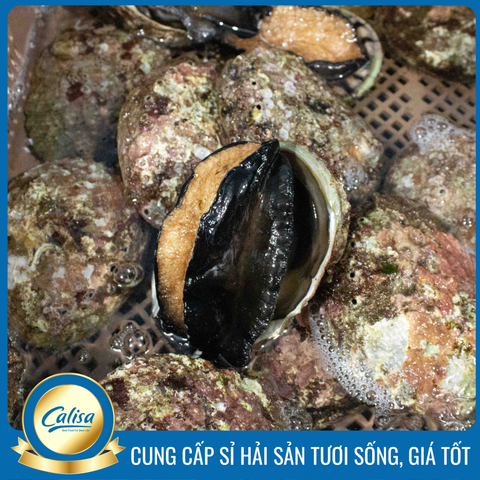 Bào ngư Úc viền đen