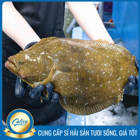 Cá bơn Nâu