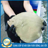 Cá bơn trắng
