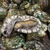 Bào ngư Hàn Quốc