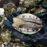 Bào ngư Hàn Quốc