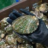 Bào ngư Hàn Quốc