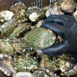 Bào ngư Hàn Quốc