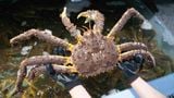 Cua hoàng đế Nga - King Crab Nga