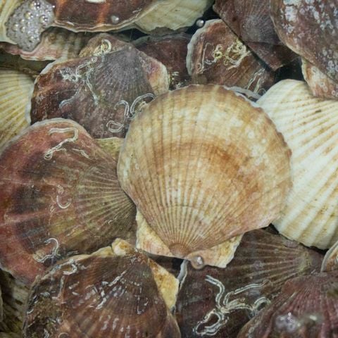 Sò điệp Nhật Bản