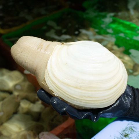 Ốc vòi voi trắng