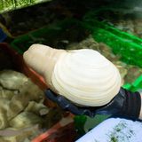 Ốc vòi voi trắng