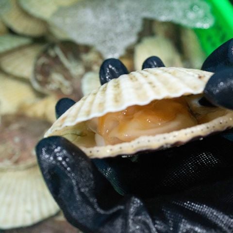 Sò điệp Nhật Bản