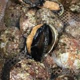 Bào ngư Úc viền đen