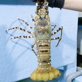 Tôm hùm Bông Việt Nam