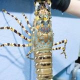 Tôm hùm Bông Việt Nam