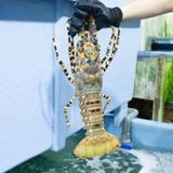 Tôm hùm Bông Việt Nam