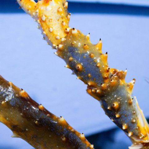 Cua hoàng đế Xanh - King Crab xanh