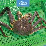 Cua hoàng đế Nauy - King Crab tươi sống