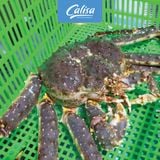 Cua hoàng đế Nauy - King Crab tươi sống