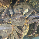 Cua hoàng đế Nauy - King Crab tươi sống