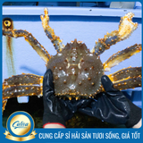Cua hoàng đế Xanh - King Crab xanh