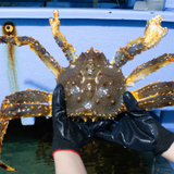 Cua hoàng đế Xanh - King Crab xanh