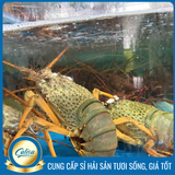 Tôm hùm Đông Úc