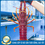 Tôm hùm Nam Úc
