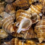 Ốc Xoắn Tsubugai