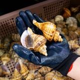 Ốc Xoắn Tsubugai