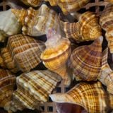 Ốc Xoắn Tsubugai