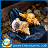 Ốc Xoắn Tsubugai